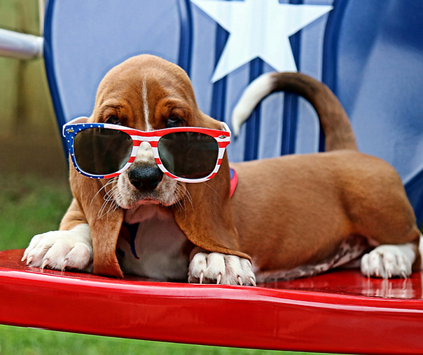 Dog-Friendly Fourth of July Restaurant Promotions