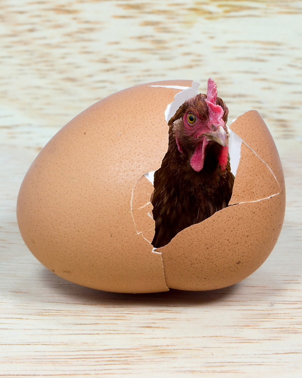 chicken in egg